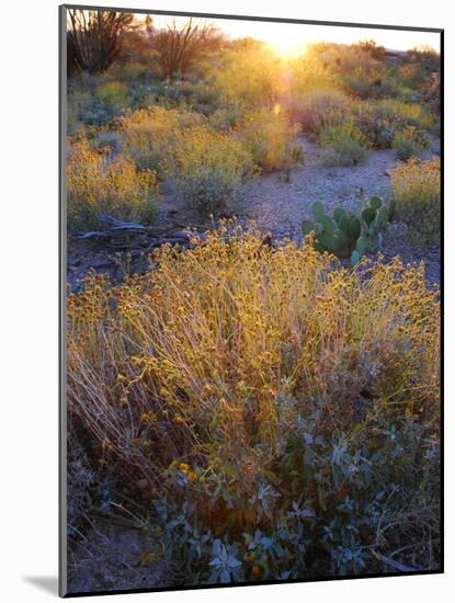 Desert brush at sunset in Saguaro NP outside of Tucson, Arizona, USA-Anna Miller-Mounted Photographic Print