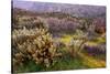 Desert Cactus and Wildflowers-John Gavrilis-Stretched Canvas