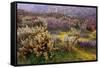 Desert Cactus and Wildflowers-John Gavrilis-Framed Stretched Canvas