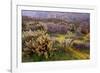 Desert Cactus and Wildflowers-John Gavrilis-Framed Photographic Print