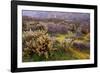 Desert Cactus and Wildflowers-John Gavrilis-Framed Photographic Print