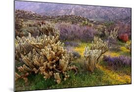 Desert Cactus and Wildflowers-John Gavrilis-Mounted Photographic Print