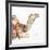 Desert Camel I-Aimee Del Valle-Framed Art Print