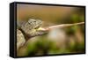 Desert Chameleon with Shooting Tongue-Circumnavigation-Framed Stretched Canvas