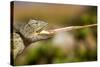 Desert Chameleon with Shooting Tongue-Circumnavigation-Stretched Canvas