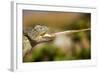 Desert Chameleon with Shooting Tongue-Circumnavigation-Framed Photographic Print