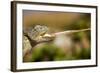 Desert Chameleon with Shooting Tongue-Circumnavigation-Framed Photographic Print