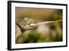 Desert Chameleon with Shooting Tongue-Circumnavigation-Framed Photographic Print