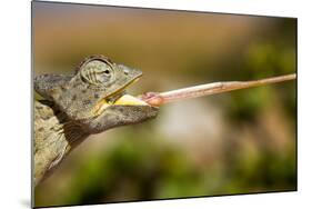 Desert Chameleon with Shooting Tongue-Circumnavigation-Mounted Photographic Print