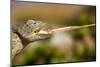 Desert Chameleon with Shooting Tongue-Circumnavigation-Mounted Photographic Print