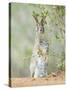 Desert Cottontail Rabbit, Rio Grande Valley, Texas, USA-Rob Tilley-Stretched Canvas