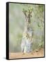 Desert Cottontail Rabbit, Rio Grande Valley, Texas, USA-Rob Tilley-Framed Stretched Canvas