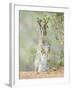 Desert Cottontail Rabbit, Rio Grande Valley, Texas, USA-Rob Tilley-Framed Photographic Print