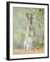 Desert Cottontail Rabbit, Rio Grande Valley, Texas, USA-Rob Tilley-Framed Photographic Print