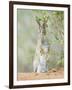 Desert Cottontail Rabbit, Rio Grande Valley, Texas, USA-Rob Tilley-Framed Photographic Print