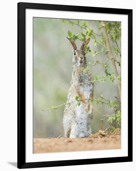 Desert Cottontail Rabbit, Rio Grande Valley, Texas, USA-Rob Tilley-Framed Photographic Print