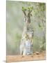 Desert Cottontail Rabbit, Rio Grande Valley, Texas, USA-Rob Tilley-Mounted Photographic Print