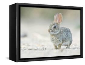 Desert Cottontail Rabbit, Rio Grande Valley, Texas, USA-Rob Tilley-Framed Stretched Canvas