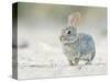 Desert Cottontail Rabbit, Rio Grande Valley, Texas, USA-Rob Tilley-Stretched Canvas