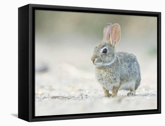 Desert Cottontail Rabbit, Rio Grande Valley, Texas, USA-Rob Tilley-Framed Stretched Canvas