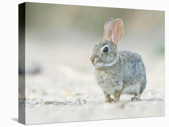 Desert Cottontail Rabbit, Rio Grande Valley, Texas, USA-Rob Tilley-Stretched Canvas