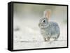 Desert Cottontail Rabbit, Rio Grande Valley, Texas, USA-Rob Tilley-Framed Stretched Canvas