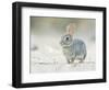 Desert Cottontail Rabbit, Rio Grande Valley, Texas, USA-Rob Tilley-Framed Photographic Print