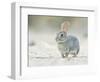 Desert Cottontail Rabbit, Rio Grande Valley, Texas, USA-Rob Tilley-Framed Photographic Print