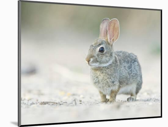 Desert Cottontail Rabbit, Rio Grande Valley, Texas, USA-Rob Tilley-Mounted Photographic Print