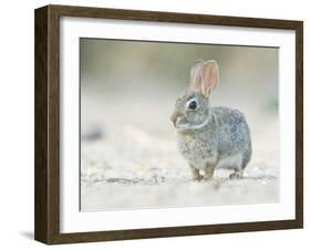 Desert Cottontail Rabbit, Rio Grande Valley, Texas, USA-Rob Tilley-Framed Photographic Print