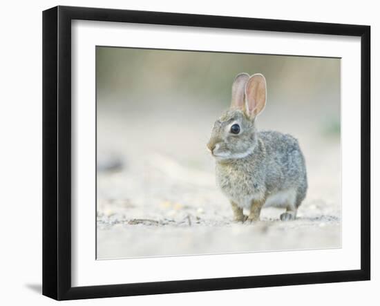 Desert Cottontail Rabbit, Rio Grande Valley, Texas, USA-Rob Tilley-Framed Photographic Print