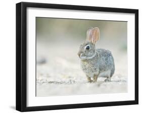 Desert Cottontail Rabbit, Rio Grande Valley, Texas, USA-Rob Tilley-Framed Photographic Print