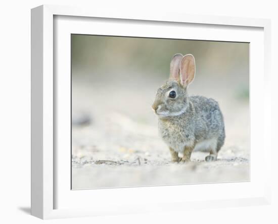 Desert Cottontail Rabbit, Rio Grande Valley, Texas, USA-Rob Tilley-Framed Photographic Print