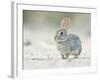 Desert Cottontail Rabbit, Rio Grande Valley, Texas, USA-Rob Tilley-Framed Photographic Print