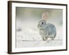 Desert Cottontail Rabbit, Rio Grande Valley, Texas, USA-Rob Tilley-Framed Photographic Print