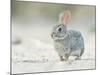 Desert Cottontail Rabbit, Rio Grande Valley, Texas, USA-Rob Tilley-Mounted Photographic Print