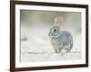 Desert Cottontail Rabbit, Rio Grande Valley, Texas, USA-Rob Tilley-Framed Photographic Print