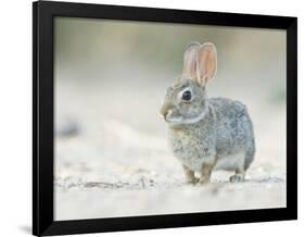 Desert Cottontail Rabbit, Rio Grande Valley, Texas, USA-Rob Tilley-Framed Photographic Print