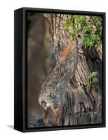 Desert Cottontail Rabbit, Santa Clara Ranch, Texas, USA-Dave Welling-Framed Stretched Canvas