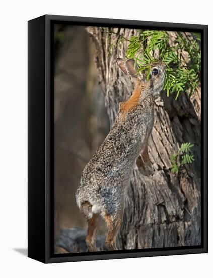 Desert Cottontail Rabbit, Santa Clara Ranch, Texas, USA-Dave Welling-Framed Stretched Canvas