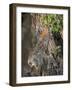 Desert Cottontail Rabbit, Santa Clara Ranch, Texas, USA-Dave Welling-Framed Photographic Print