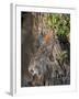 Desert Cottontail Rabbit, Santa Clara Ranch, Texas, USA-Dave Welling-Framed Photographic Print