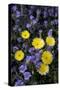 Desert Dandelion and Phacelia, Anza-Borrego Desert Sp, California, USA-Jaynes Gallery-Stretched Canvas