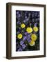 Desert Dandelion and Phacelia, Anza-Borrego Desert Sp, California, USA-Jaynes Gallery-Framed Photographic Print