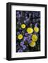 Desert Dandelion and Phacelia, Anza-Borrego Desert Sp, California, USA-Jaynes Gallery-Framed Photographic Print