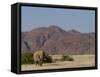 Desert-Dwelling Elephant, Loxodonta Africana Africana, Dry River, Kaokoland, Namibia, Africa-Thorsten Milse-Framed Stretched Canvas