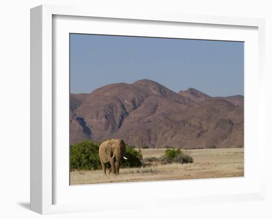 Desert-Dwelling Elephant, Loxodonta Africana Africana, Dry River, Kaokoland, Namibia, Africa-Thorsten Milse-Framed Photographic Print