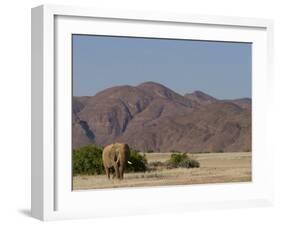 Desert-Dwelling Elephant, Loxodonta Africana Africana, Dry River, Kaokoland, Namibia, Africa-Thorsten Milse-Framed Photographic Print