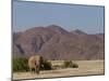 Desert-Dwelling Elephant, Loxodonta Africana Africana, Dry River, Kaokoland, Namibia, Africa-Thorsten Milse-Mounted Photographic Print