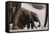 Desert-Dwelling Elephants (Loxodonta Africana Africana) at a Waterhole, Namibia, Africa-Thorsten Milse-Framed Stretched Canvas